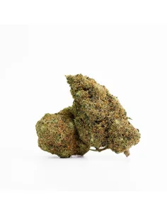 Kaufen Swiss Cheese CBD Blumen - Indoor Cannabis