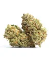 Acheter Fleur Northern Lights GBZ 30%, GBZ, GBZ