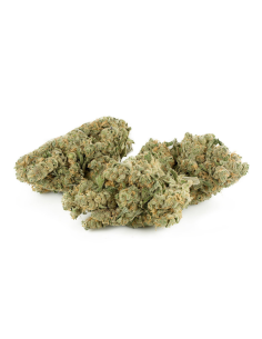 Buy Swiss Cheese CBD Flowers - Indoor Cannabis,