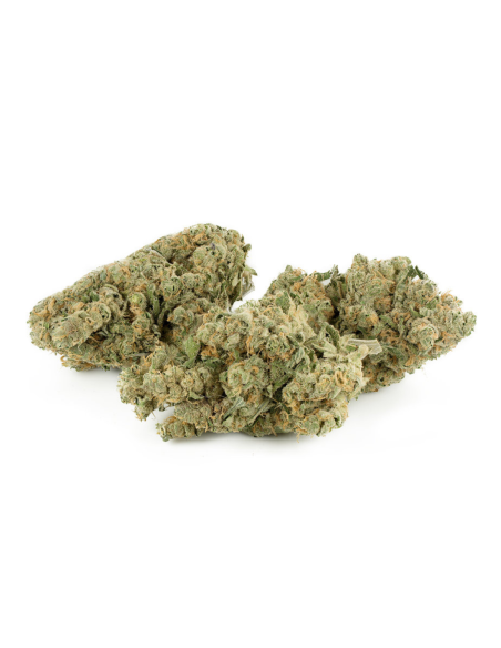 GrosBuzz.com | Swiss Cheese CBD Flowers - Indoor Cannabis