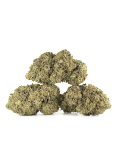 GrosBuzz.com | Swiss Cheese CBD Flowers - Indoor Cannabis