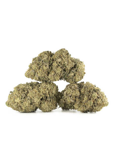 GrosBuzz.com | Amnesia CBD Blumen  - Indoor Cannabis