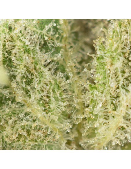 GrosBuzz.com | Premium Blumen Hawaiian Snow GBZ 45%