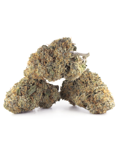 GrosBuzz.com | OG Kush Fleur de CBD - Cannabis Indoor