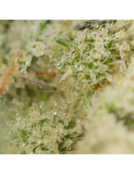 GrosBuzz.com | OG Kush Fleur de CBD - Cannabis Indoor