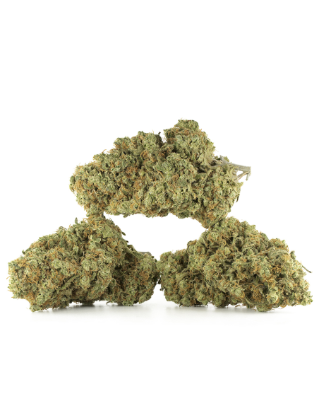 GrosBuzz.com | Ice Cream Cookie CBD Flowers - Indoor Cannabis