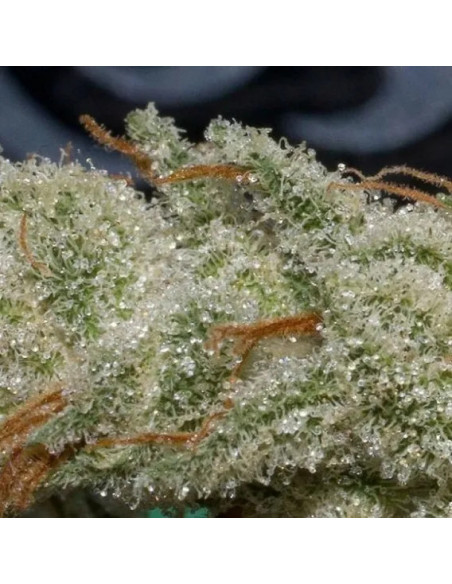 GrosBuzz.com | 10-OH-HHC Premium Blumen Mango Kush