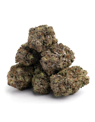 GrosBuzz.com | 10-OH-HHC Premium Blumen OG Kush