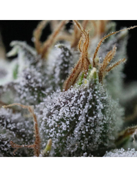 GrosBuzz.com | 10-OH-HHC Fleur Godfather OG