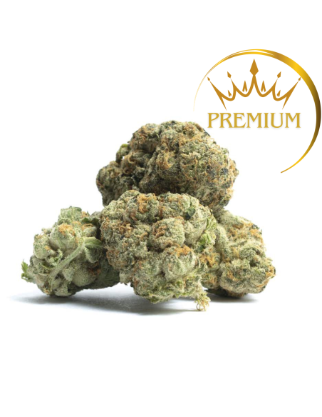 GrosBuzz.com | Premium Blumen Northern Lights GBZ Stärke : ⭐⭐⭐⭐⭐