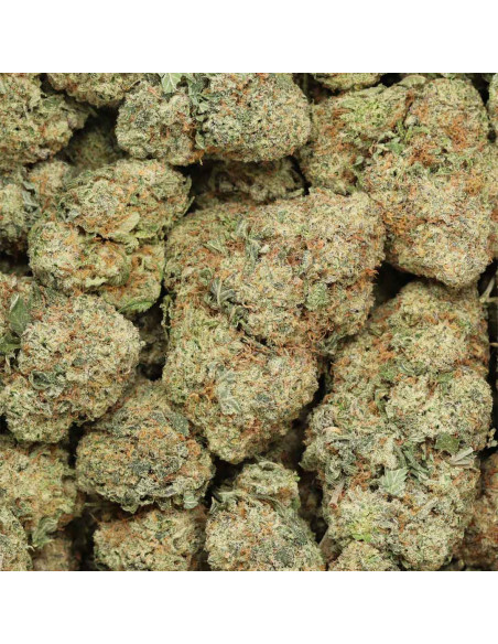 GrosBuzz.com | Premium Blumen Northern Lights GBZ Stärke : ⭐⭐⭐⭐⭐