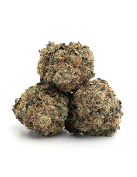 GrosBuzz.com | Fleur Buddha Cheese GBZ Puissance: ⭐⭐⭐⭐