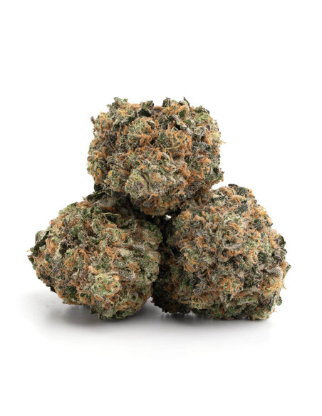 GrosBuzz.com | Flower Buddha Cheese GBZ Power : ⭐⭐⭐⭐