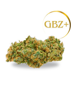  GBZ Flowers | GrosBuzz.com