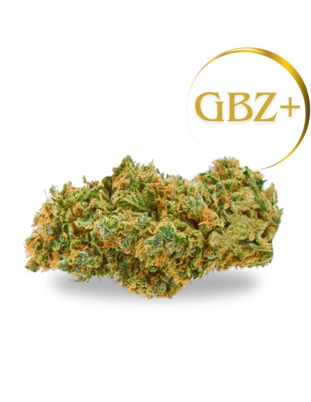 GrosBuzz.com | Blumen Limoncello 𝗚𝗕𝗭+ Stärke: 🌟🌟🌟🌟🌟