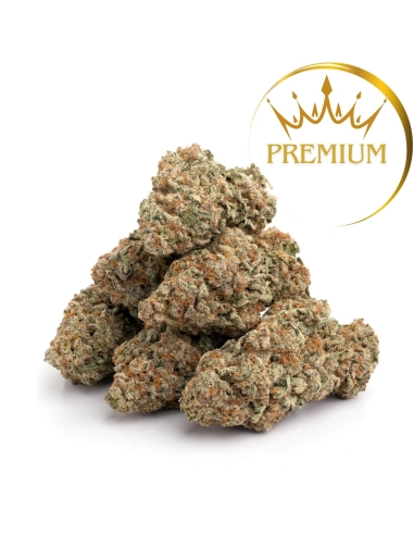 GrosBuzz.com | 10-OH-HHC Fleur Premium Amnesia Hydro