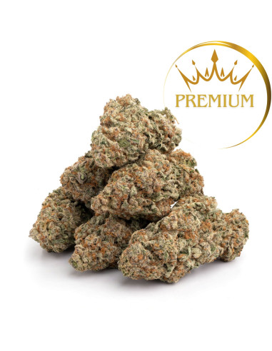 GrosBuzz.com | 10-OH-HHC Premium Blumen Amnesia Hydro